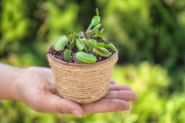 Woman holding pot with Dionaea muscipula on blurred natural background