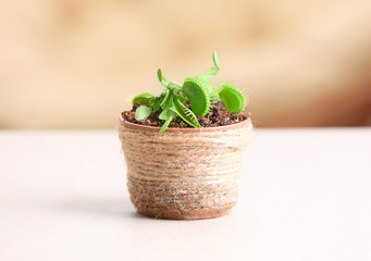 Dionaea muscipula in pot on blurred background