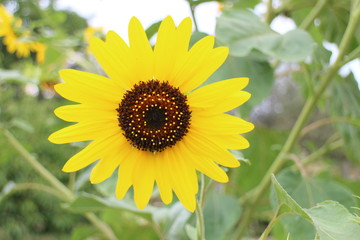 Sunflower in garden in Drženice, Slovakia 