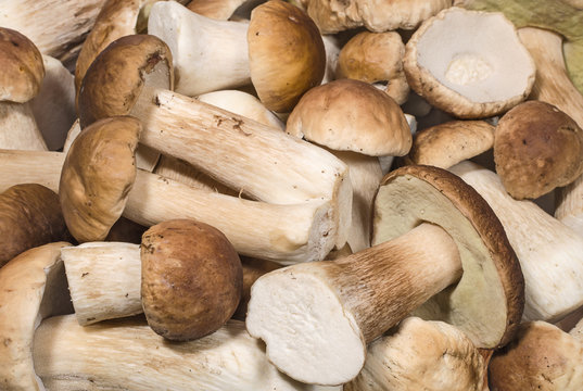 Fresh porcini mushrooms closeup background