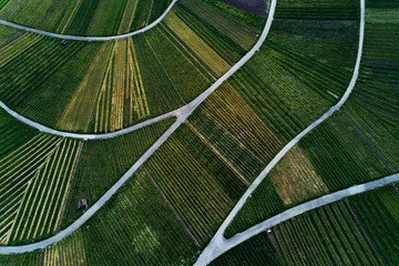 vineyards landscape on the hill from top with drone