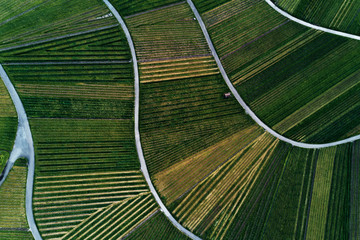 vineyards landscape on the hill from top with drone