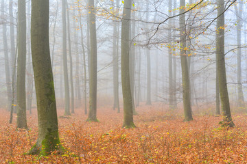 Naklejka premium Nebel am frühen Morgen im Wald