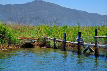 Old boat on river bank with dense reeds in sunny summer day