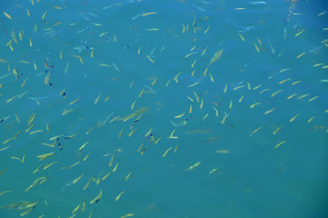 Obraz premium Group of small fish in water on sunny summer day