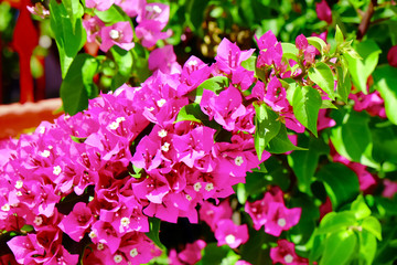 Tropical blooming flowers, close up