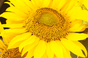 Bright yellow sunflower, closeup