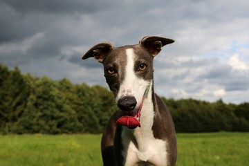 Whippet Portrait im Park