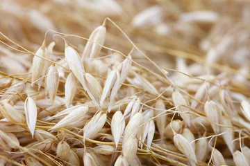 Deurstickers Raw grains of oats close up as a background macro © Aleksandr Matveev
