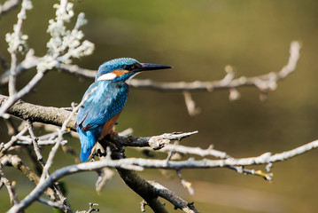 Common Kingfisher, Kingfisher, Alcedo atthis
