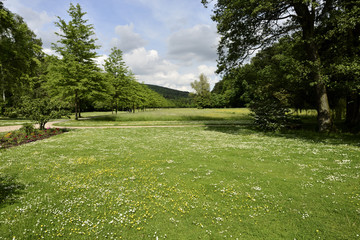 Grüne Wiesenlandschaft mit  Blumen und Bäumen