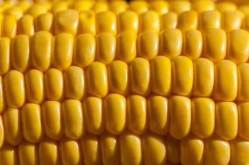 Close up of yellow corn cobs texture