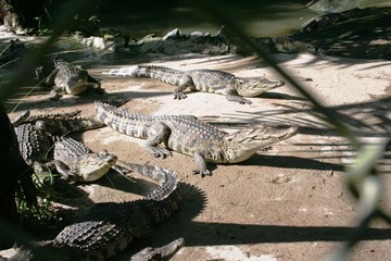 Obraz premium Crocodiles