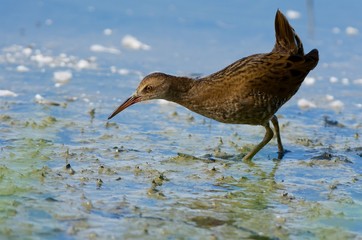 Water rail on the west coast in Sweden