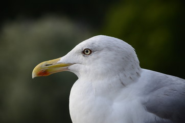 Seagull