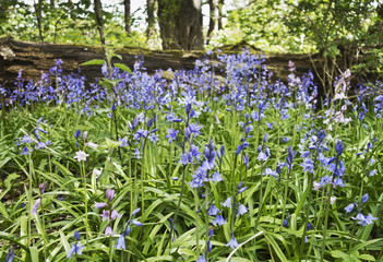 Bluebells flowering in Northumberland, UK