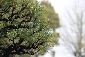 Up-close look at rain on tree needles