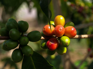 Hawaii Kona Coffee Beans Big Island-1