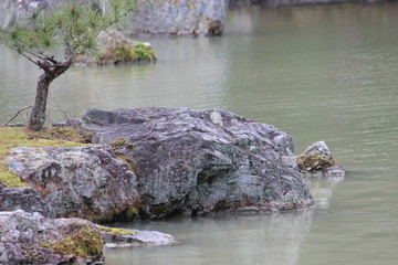 Rock and Tree at the Edge of a Pond