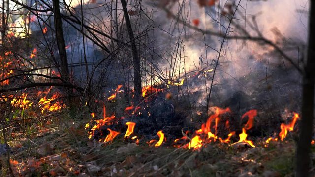 Fire in forest destroys nature - (4K)