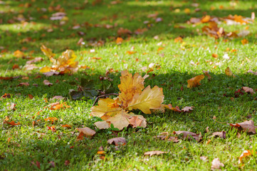 Fallen maple leaves on a green grass at autumn park.