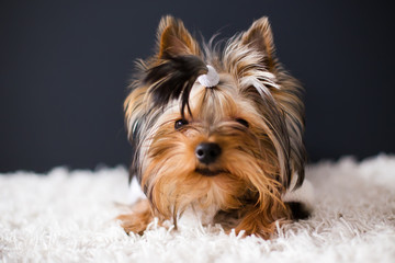 Cute puppy lies on white carpet and black background. Yorkshire Terrier