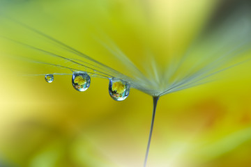 Beautiful golden dandelion. Abstract macro photo with water drops.Artistic Background .Flowers made with pastel tones.Tranquil abstract closeup art photography.Print for Wallpaper. Fantasy design.