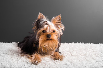 Cute puppy lies on white carpet and black background. Yorkshire Terrier