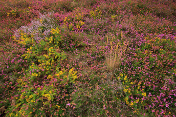Bruyères et ajoncs de le Gall près du GR34, presqu'île de Crozon, au sud de Morgat, Finistère, Bretagne