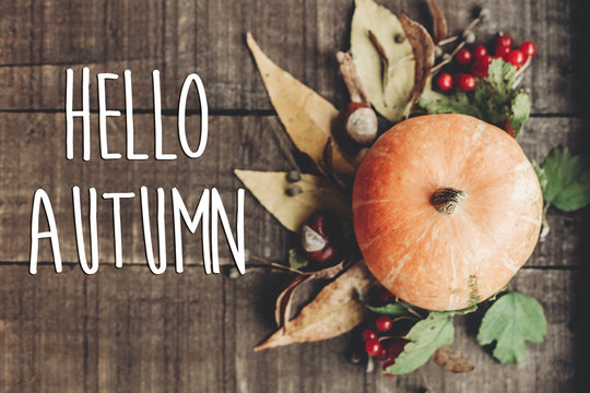 hello autumn text, greeting card. fall image flat lay. beautiful pumpkin and leaves and berries on rustic wooden background, top view. cozy autumn mood