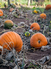 Gartenk&uuml;rbisse anbauen