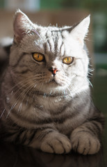 british cat is lying on table 