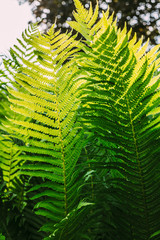 Beautyful ferns leaves green foliage natural floral fern background © Great Brut Here
