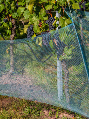 Weintrauben hinterm Schutznetz
