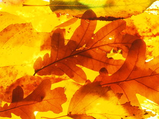 Fallen autumn leaves. Wallpaper. Structure of the dried leaves.