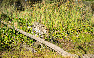 Leopard walking in the wild