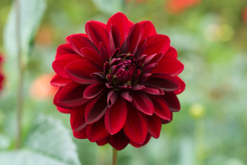 Red dahlia flower, Beautiful bouquet or decoration from the garden