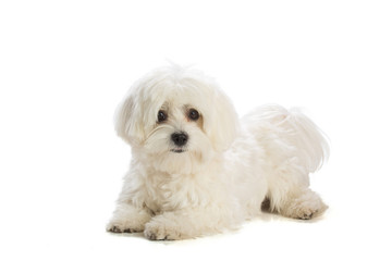 Lovely bichon on white background