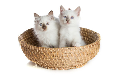 Fototapeta na wymiar Lovely kittens, sacred Cat of Burma in basket