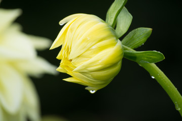 Yellow dahlia flower, beatyful bouquet or decoration from the garden