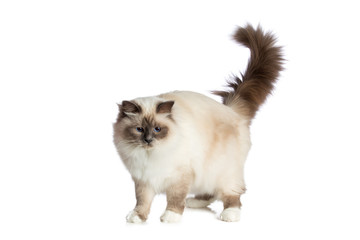  Sacred Cat of Burma on white background