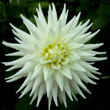 White dahlia flower, beautiful bouquet or decoration from the garden