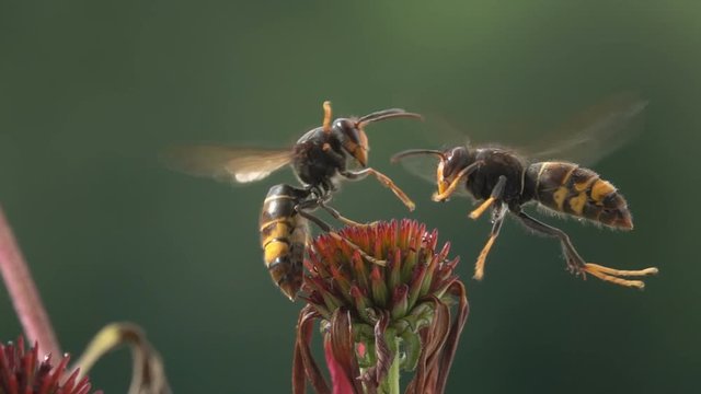 Wasps funny encounter harassment hornets