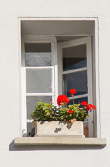 Fototapeta na wymiar flowers in the window