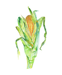Hand drawn corn cob with leafs. Watercolor fresh vegetable illustration on white background. Painting maize, zea