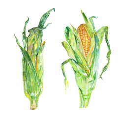 Watercolor closer up corn cobs with leafs. Hand drawn maize, zea on white background. Painting fresh vegetable illustration