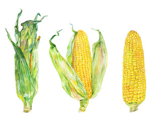 Watercolor set of corn cobs with leafs. Hand drawn maize, zea. Painting fresh vegetable illustration on white background