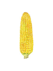 Hand drawn corn cob. Watercolor fresh vegetable illustration on white background. Painting maize, zea