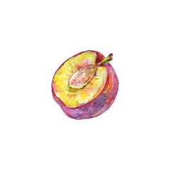 Painting ripe plum. Hand drawn fresh fruit. Painting botanic illustration on white background