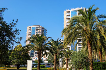 Fototapeta na wymiar View of beautiful palms and buildings on sunny day